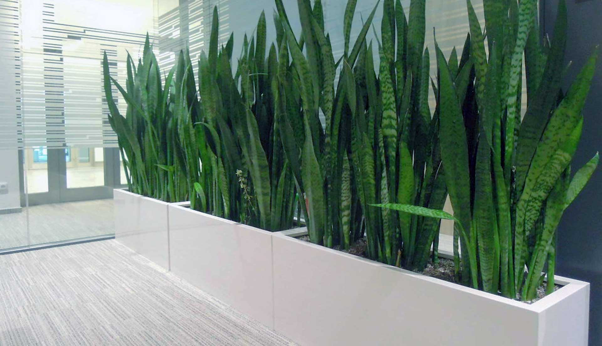 Pflanzen im B&ouml;ro